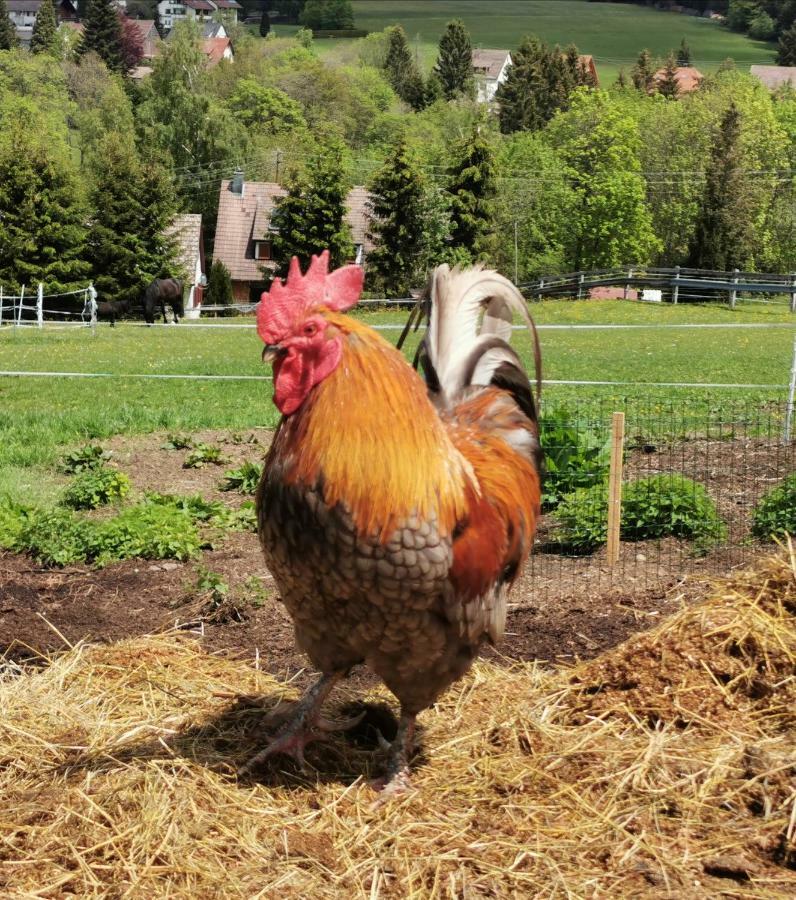 Landpension Pferdekoppel - B&B - Self Checkin Seewald Εξωτερικό φωτογραφία